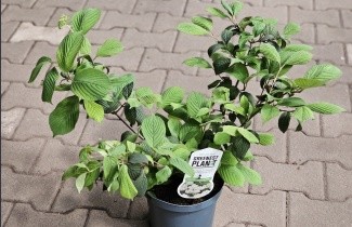 Afbeelding Japanse sneeuwbal 'Cascade' - Viburnum plicatum 'Cascade'