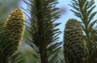 Afbeelding Koreaspar - Abies koreana