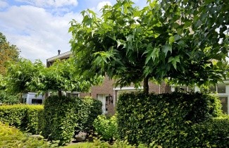 Afbeelding Witte Moerbei 'Macrophylla' - Morus alba 'Macrophylla'