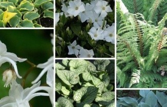 Afbeelding Borderpakket Onderhoudsarm E - Pakket OHE 24 planten