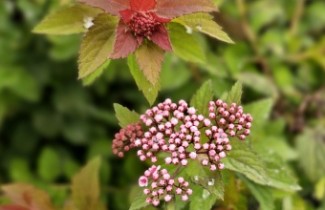 Ondersteunende afbeelding voor categorie Tuinplanten