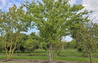 Afbeelding Japanse Zelkova - Zelkova serrata