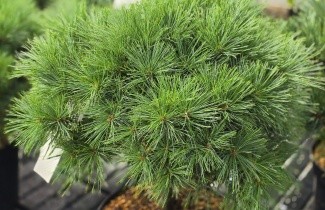 Afbeelding dwergvorm van de zachte den - Pinus strobus 'Minima'