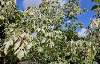Afbeelding Bonte Vederesdoorn 'Flamingo' - Acer negundo 'Flamingo'