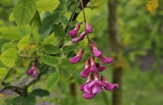 Afbeelding Rode acacia - Robinia margaretta 'Casque Rouge'.
