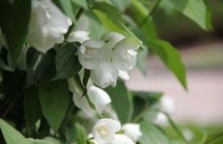 Afbeelding Boerenjasmijn 'Dame Blanche' - Philadelphus 'Dame Blanche'