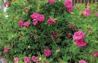 Afbeelding Bottelroos - Rosa x rugotida