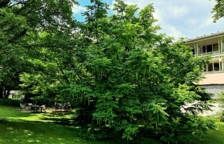 Afbeelding Vleugelnoot - Pterocarya fraxinifolia