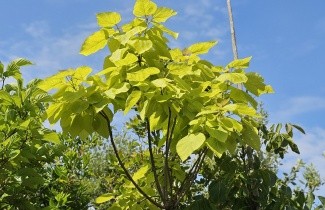 Afbeelding Gouden trompetboom - Catalpa bignonioides 'Aurea'