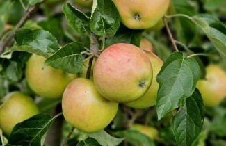 Afbeelding Appel "Pinova" - Malus domestica 'Pinova'