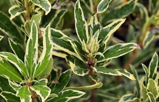 Afbeelding Wilde bontbladige rhododendron - Rhododendron ponticum 'Variegatum'
