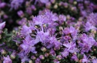 Afbeelding Dwerg Rododendron 'Gristede' - Rhododendron impeditum 'Gristede'