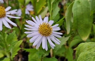Afbeelding Zomeraster - Kalimeris incisa 'Madiva'