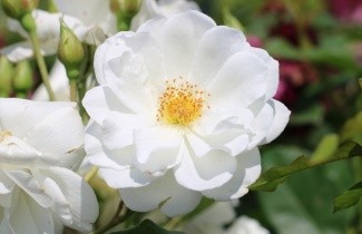 Afbeelding Heesterroos ''Schneewittchen - Rosa (F) Schneewittchen