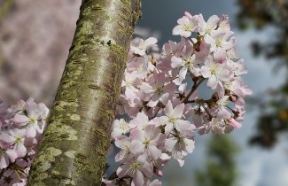 Afbeelding Sierkers 'Pandora' - Prunus 'Pandora'