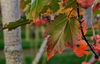 Afbeelding Amerikaanse esdoorn - Acer rubrum 'Brandywine'