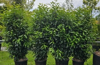 Afbeelding Laurierkers 'Elly' - Prunus laurocerasus 'Elly'