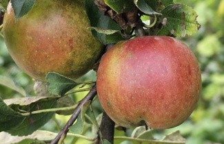 Afbeelding Appel  'Ecolette' - Malus domestica  'Ecolette'