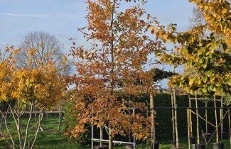 Afbeelding Zwarte tupeloboom 'Wildfire' - Nyssa sylvatica 'Wildfire'