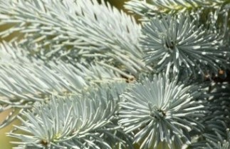 Afbeelding Blauwspar - Picea pungens 'Glauca'