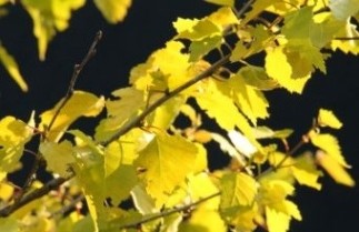 Afbeelding Goudbladige berk - Betula pendula 'Schneverdinger Goldbirke'