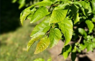 Afbeelding Amerikaanse haagbeuk - Carpinus caroliniana