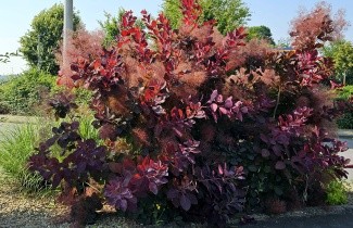 Afbeelding Pruikenboom 'Grace' - Cotinus Grace