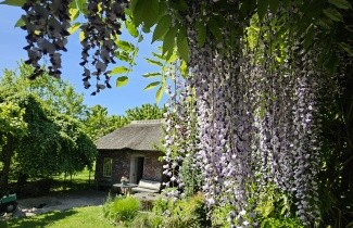 Afbeelding Blauwe regen - Wisteria floribunda 'Macrobotrys'