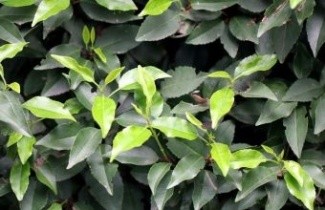 Afbeelding Portugese Laurierkers - Prunus lusitanica 'Angustifolia'