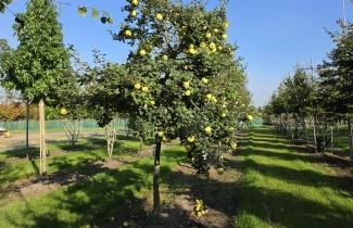 Afbeelding Kweepeer - Cydonia oblonga 'Champion'