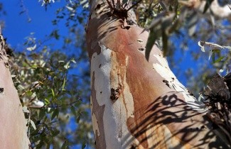 Afbeelding Gomboom - Eucalyptus gunnii