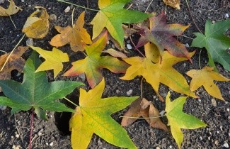 Afbeelding Amberboom, tuinbonsai - Liquidambar styraciflua