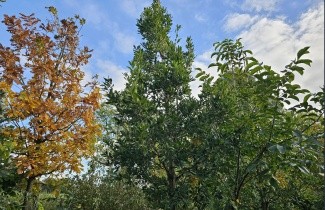 Afbeelding Semi- wintergroene eik 'Pseudoturneri' - Quercus x turneri 'Pseudoturneri'