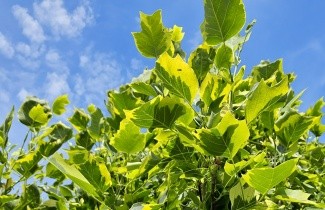 Afbeelding Tulpenboom 'Aureomarginatum' - Liriodendron tulipifera 'Aureomarginatum'