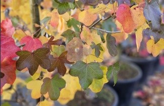 Afbeelding Amberboom 'Rotundiloba' - Liquidambar styraciflua 'Rotundiloba'