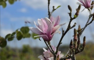 Afbeelding Magnolia 'Starburst' - Magnolia 'Starburst'