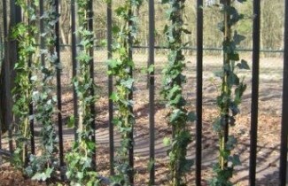 Afbeelding Klimop helix - Hedera helix