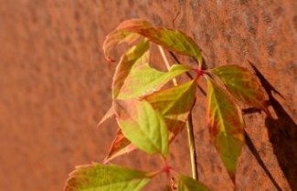 Afbeelding Wilde wingerd - Parthenocissus quinquefolia