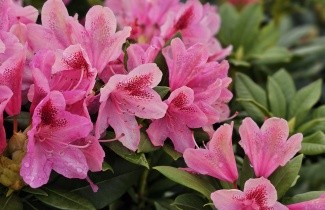 Afbeelding Rododendron 'Cosmopolitan' - Rhododendron 'Cosmopolitan'