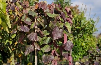 Afbeelding Amerikaanse Judasboom - Cercis canadensis 'Ruby Falls'