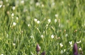 Afbeelding Grasanjer wit - Dianthus plumarius 'Albus Plenus'