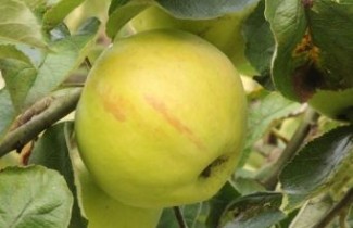 Afbeelding Appel 'Bloemeezoet' - Malus domestica 'Bloemeezoet'