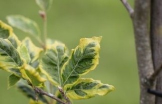 Afbeelding Geelbonte beuk - Fagus sylvatica 'Bicolor Sartini'