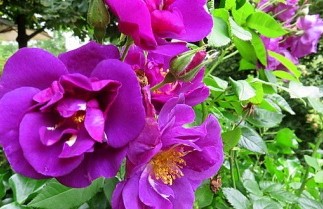 Afbeelding Roos 'Rhapsody in Blue' - Rosa ''Rhapsody in Blue'