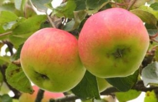 Afbeelding Appel 'Jacques Lebel'  - Malus domestica 'Jacques Lebel'