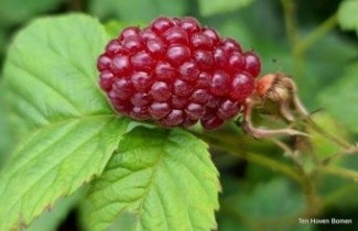 Afbeelding Taybes - Rubus 'Tayberry'