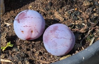 Afbeelding Pruim 'Reine Claude d'Althan' - Prunus domestica 'Reine Claude d'Althan'
