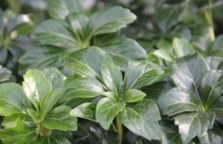 Afbeelding Dikkemanskruid 'Green Sheen' - Pachysandra term. 'Green Sheen'