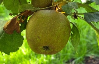 Afbeelding Appel 'Schone van Boskoop' - Malus domestica 'Schone van Boskoop'