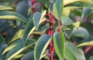 Afbeelding Portugese Laurierkers - Prunus lusitanica 'Angustifolia'